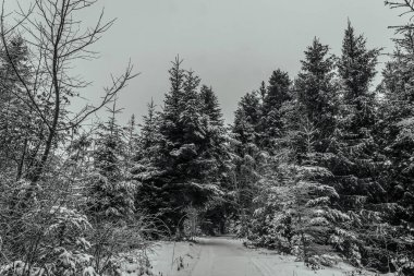 Karlı bir kış ormanı Bulutlu bir günde