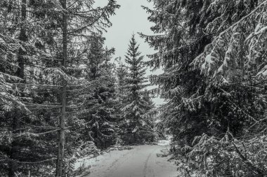 Dağlarda kış ormanı