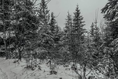 güzel kış orman arka plan üzerinde