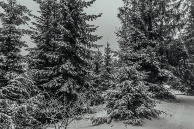 Karpatların dağlarındaki çam ağaçları karla kaplıydı. Kış manzarası