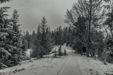 Karla kaplı ağaçlarla kaplı güzel kış manzarası