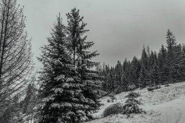 Kış ormanında karla kaplı ağaçlar