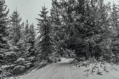 Kışın güzel snowy orman