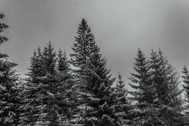 Karlı Noel ağacı dalları