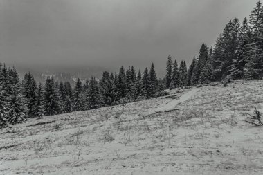 Ağaçlar ve karla kaplı kış manzarası