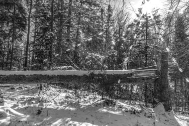 Dağlarda kış ormanı