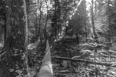bir ormanın siyah beyaz fotoğrafı