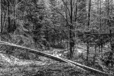 Karpat Dağları 'nın siyah beyaz ormanları