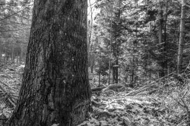 Ormandaki bir ağacın siyah beyaz fotoğrafı.