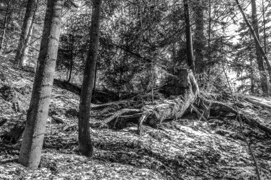 Eski ağacın siyah beyaz fotoğrafı.