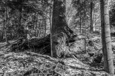 Ormandaki bir ağacın siyah beyaz fotoğrafı