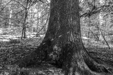 Karla kaplı eski ağaç gövdesinin dikey görüntüsü.