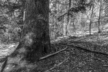 Ormanda, güneş ışığında bir ağaç gövdesinin yakın çekimi. siyah ve beyaz resim