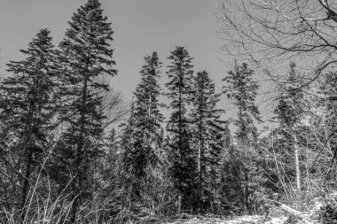 Karla kaplı ağaçlarla kaplı kış manzarası