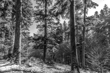 Dağlardaki güzel orman