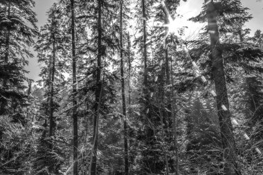 Dağlardaki ormanın güzel manzarası.