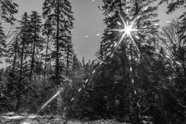 Dağlarda, ormanlarda kış manzarası