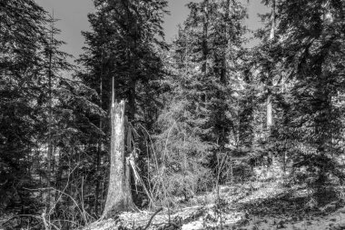 Dağlardaki güzel bir ağaç görüntüsü.