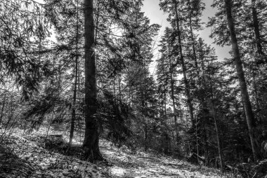 Ormanın güzel manzarası