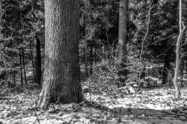 Doğal desenli ağaç gövdesi dokusu