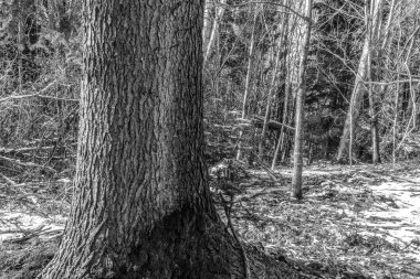 Eski bir ağaç gövdesinin dikey görüntüsü.