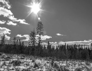 Rus ormanlarında kış manzarası