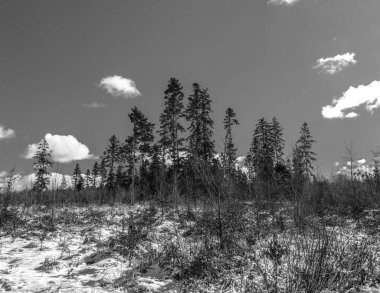 Çam ağaçlarının kış manzarası