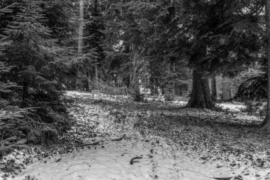 Ormanda çam ağaçlarıyla kaplı bir patika.