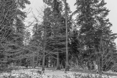 Karla kaplı ağaçlarla kaplı güzel kış manzarası