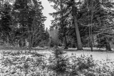 Karlı kış ormanı ve siyah beyaz ağaçlar.