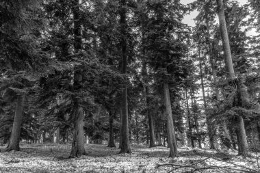 Güzel bir orman Bulutlu bir günde