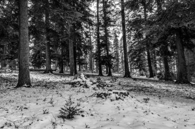 Karda, ağaçlarda ve karlarda kış ormanı - dallarla kaplı