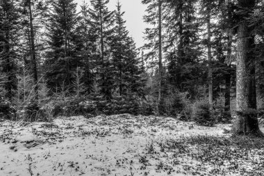 Ormanda kış manzarası.