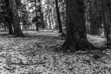 Siyah ve beyaz Polonya 'da, kışın ormanda karlı bir ağacın dikey görüntüsü.