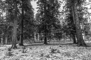 bir çam ağacı ormanının siyah ve beyaz görüntüsü