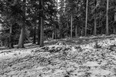 Kar ve ağaçlarla kaplı güzel bir ormanın siyah beyaz fotoğrafı..