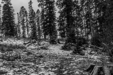 Çam ormanı ve karla kaplı ağaçların siyah beyaz fotoğrafı