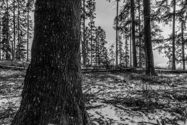 Ormanın güzel manzarası