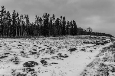 Rusya, Rusya 'daki kış ormanı