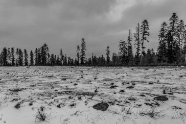 Karlı güzel kış ormanı.