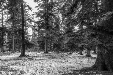 Gün boyunca ormandaki bir ağacın dikey görüntüsü.