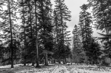 Ormanda bir ağacı olan güzel bir manzara.