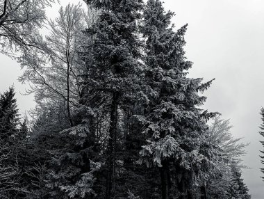 Güzel kış ormanı manzarası