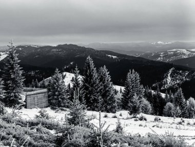 Ormanın güzel manzarası