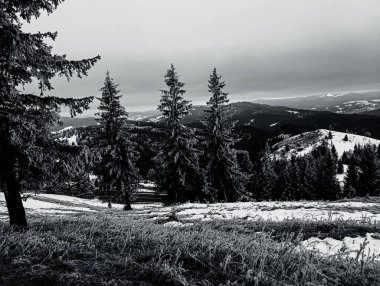 Orman, Karpatlar, Doğa Fotoğrafları - Avrupa, Doğu Avrupa, Romanya 