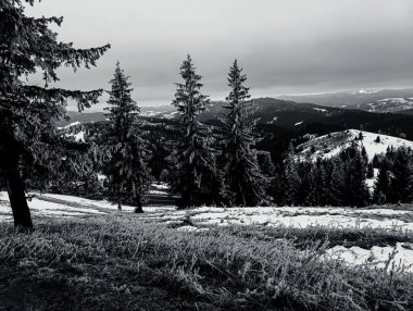 Orman, Karpatlar, Doğa Fotoğrafları - Avrupa, Doğu Avrupa, Romanya 