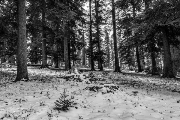 Karda, ağaçlarda ve karlarda kış ormanı - dallarla kaplı