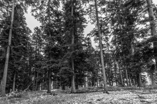 Çam ormanının güzel manzarası