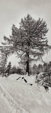 Kış ormanındaki karlı bir ağacın dikey görüntüsü.