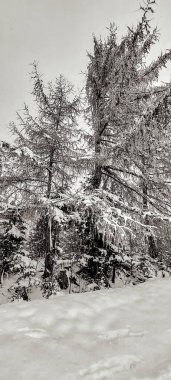 Parkta karla kaplı ağaçlar